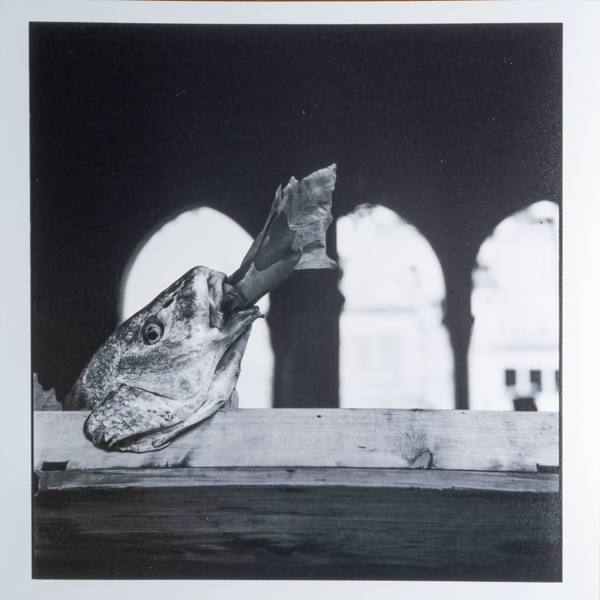 Elliot Erwitt's Square Print - Front