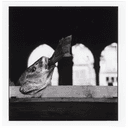 改变马格南摄影师一生的照片 14 — Elliott Erwitt「我关注人性中的喜剧性」